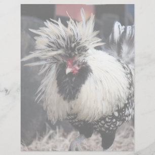 Polish Crested Rooster