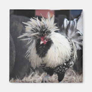 Polish Crested Rooster Magnet