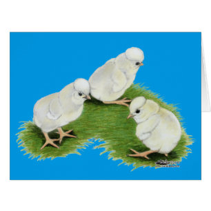 Polish Splash Chicks