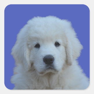 Polish Tatra Sheepdog Sticker on Blue Background