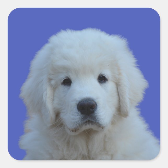 Polish Tatra Sheepdog Sticker on Blue Background (Front)
