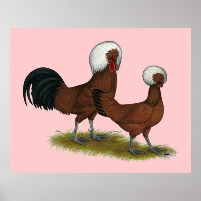 Polish:  White Crested Reds Poster (Front)
