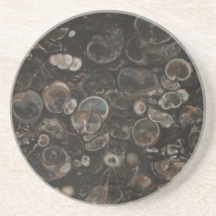 Polished Rock Print (Turritella Agate) Coaster