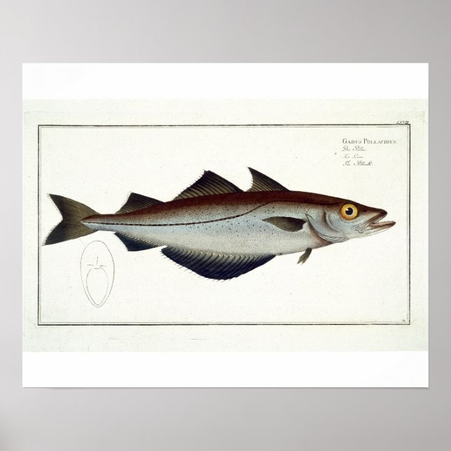 Pollack (Pollachius pollachius) plate LXVIII from Poster (Front)