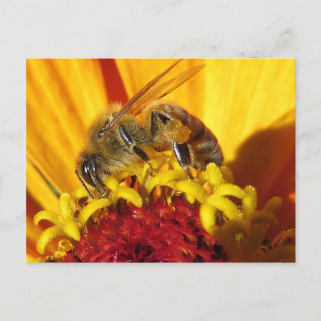 Pollinating Bee Close Up Postcard (Front)