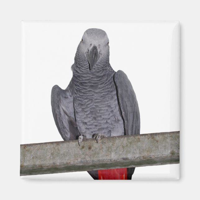 Polly Magnet (Front)