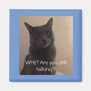 Polo the cat  Why are you still talking? Magnet