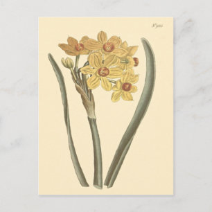 Polyanthus Narcissus Botanical Illustration Postcard