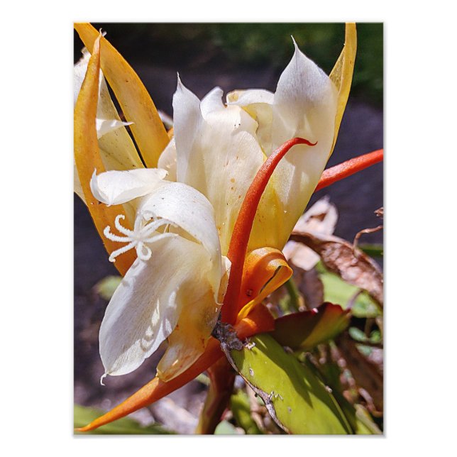 POLYNISIAN DRAGON CACTUS NIGHT BLOOM  PHOTO PRINT (Front)