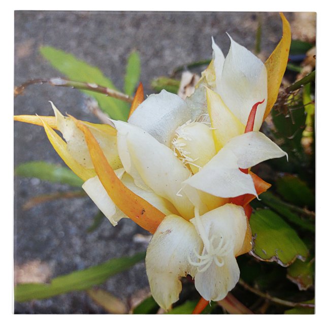 POLYNISIAN DRAGON CACTUS NIGHT BLOOM tile (Front)