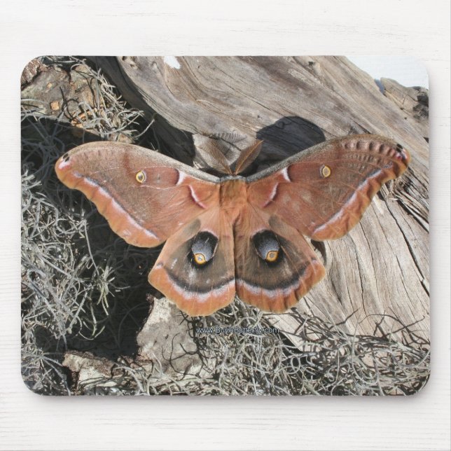 Polyphemus Moth Mouse Pad (Front)