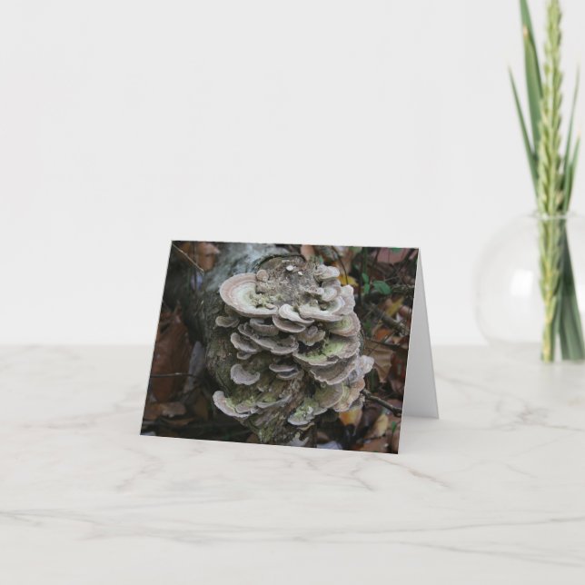 Polypore fungi card (blank) (Front)