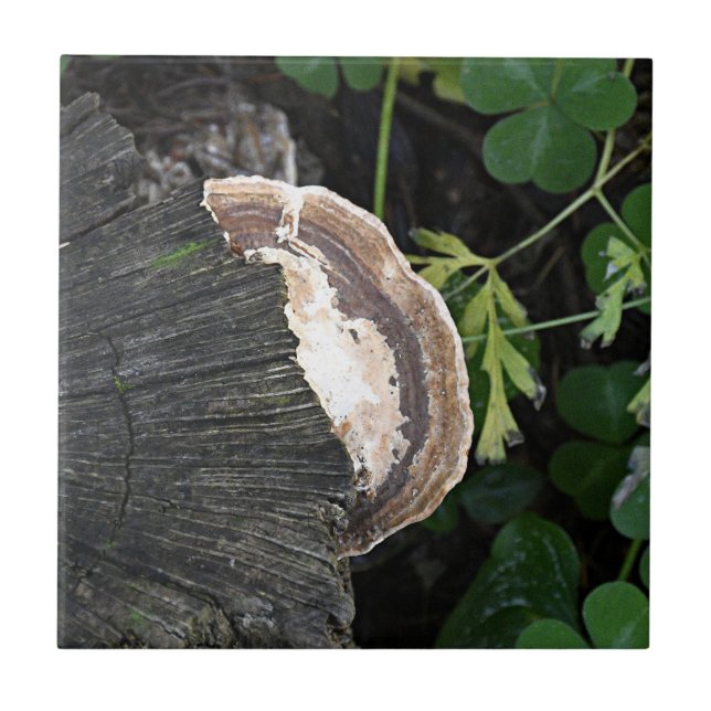 Polypore Fungus on Tree Stump Tile (Front)