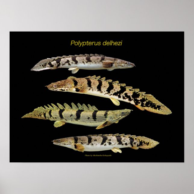 Polypterus delhezi のポスター poster (Front)