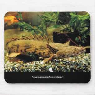 Polypterus Endlicheri Endlicheri Baby Fish Mouse P Pad