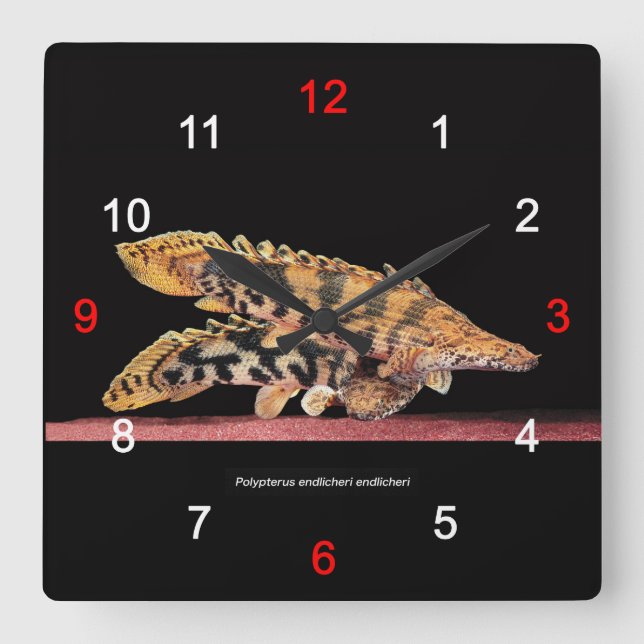 Polypterus endlicheri endlicheri square wall clock (Front)