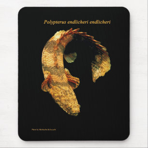 Polypterus endlichery mouse pad