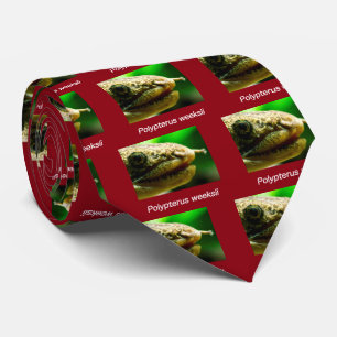 Polypterus weeksii tie