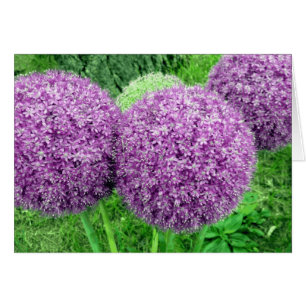 Pom Poms