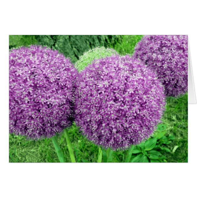 Pom Poms (Front Horizontal)