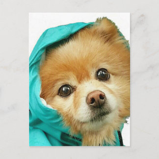 Pom Raincoat Series Postcard