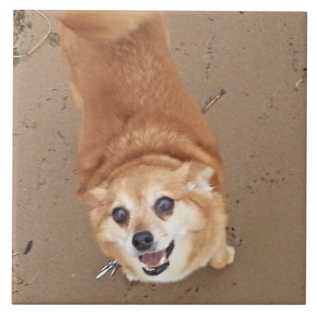 Pomchi Dog! Tile (Front)