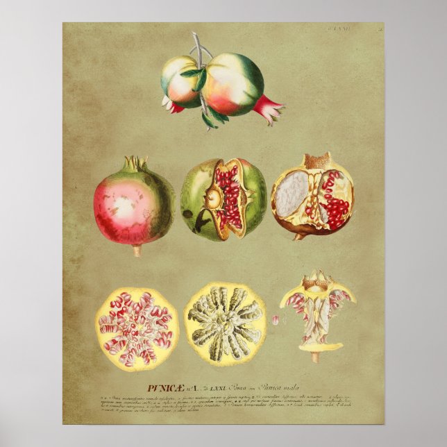 Pomegranate 1 poster (Front)