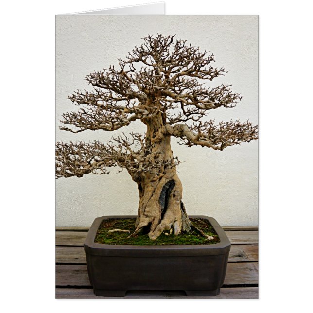 Pomegranate Bonsai Tree (Front)