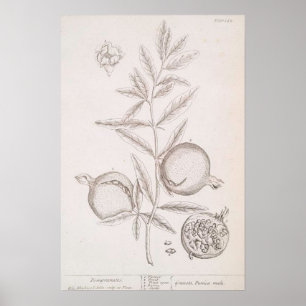 Pomegranate botanical drawing poster
