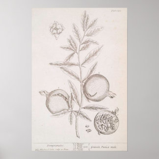 Pomegranate botanical drawing poster