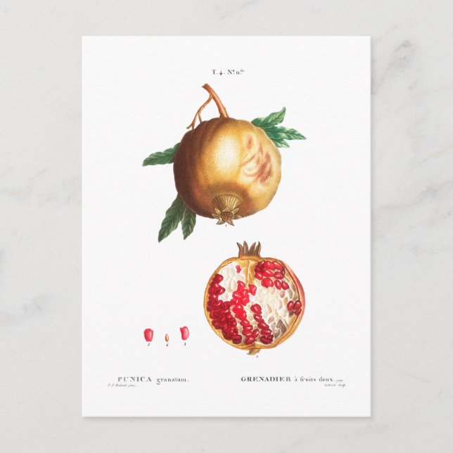 POMEGRANATE BOTANICAL POSTCARD (Front)