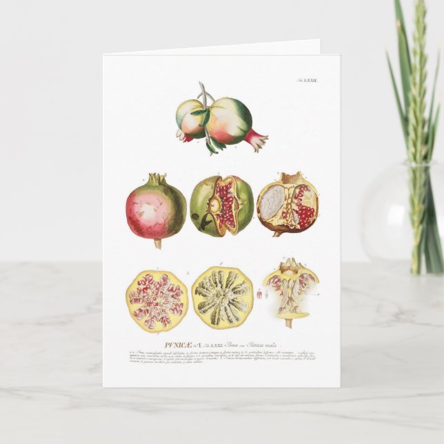 Pomegranate Card (Front)