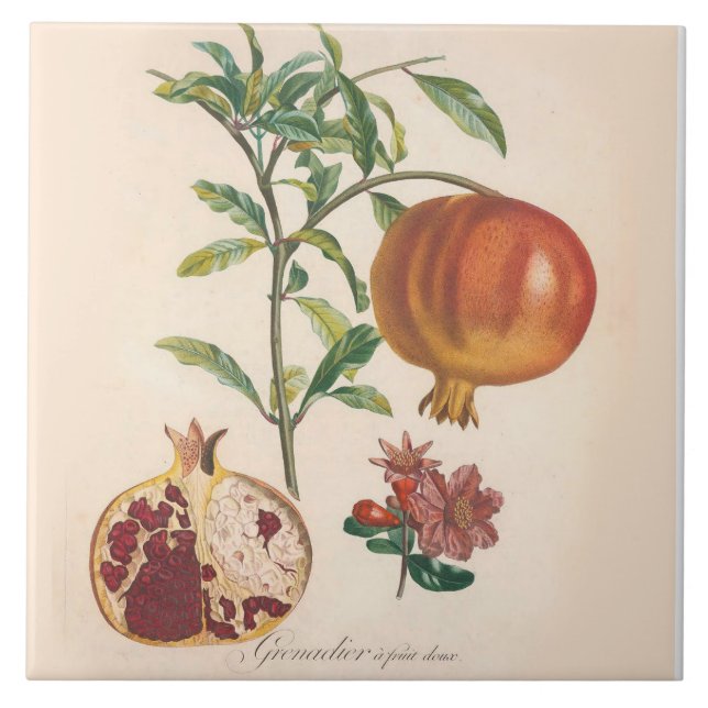 Pomegranate Decorative Ceramic Tile Kitchen Accent (Front)