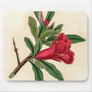 Pomegranate flower - vintage illustration detail mouse pad