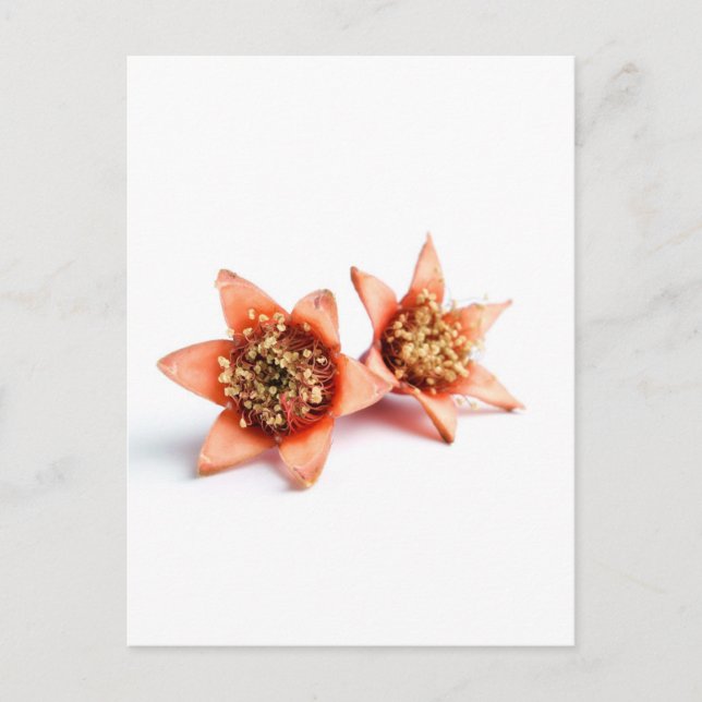 Pomegranate flowers postcard (Front)