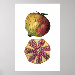 POMEGRANATE fruit botanical poster