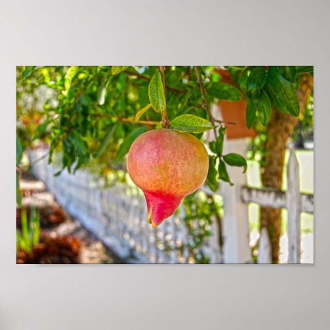 Pomegranate in Sonoma, California Poster (Front)