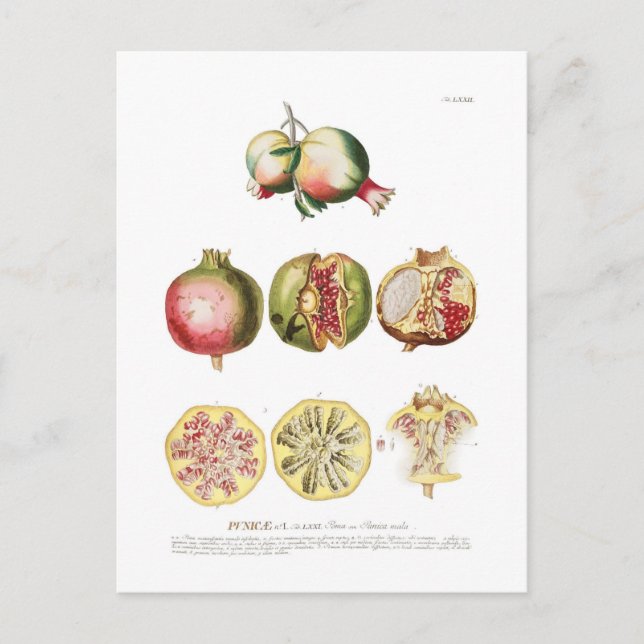 Pomegranate Postcard (Front)