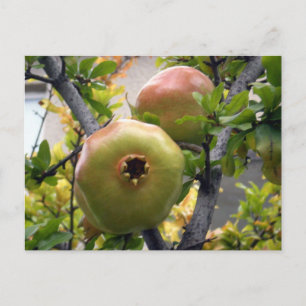 Pomegranate Postcard