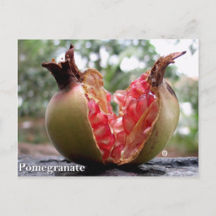 Pomegranate Postcard