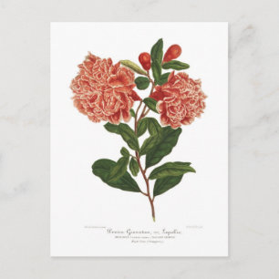Pomegranate Postcard