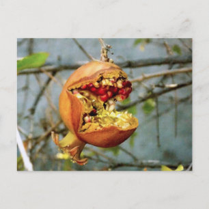 Pomegranate Postcard