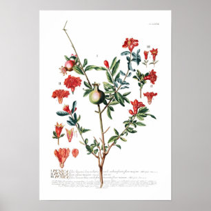 Pomegranate Poster