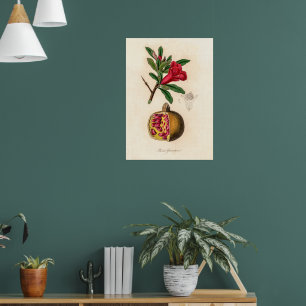 Pomegranate vintage illustration poster