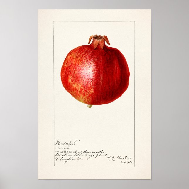 Pomegranates (Punica Granatum) Fruit Painting Poster (Front)