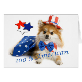 Pomeranian 100 percent american