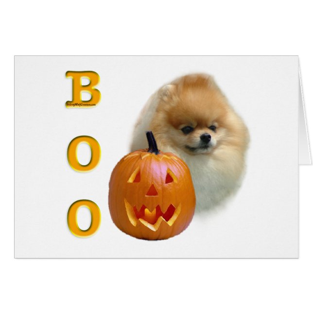 Pomeranian Boo (Front Horizontal)