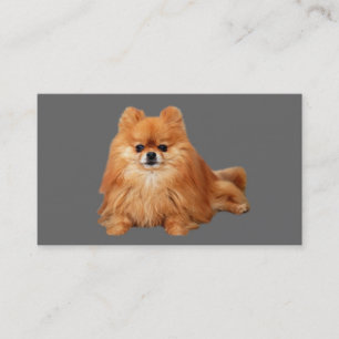 Pomeranian Breeder Business Card