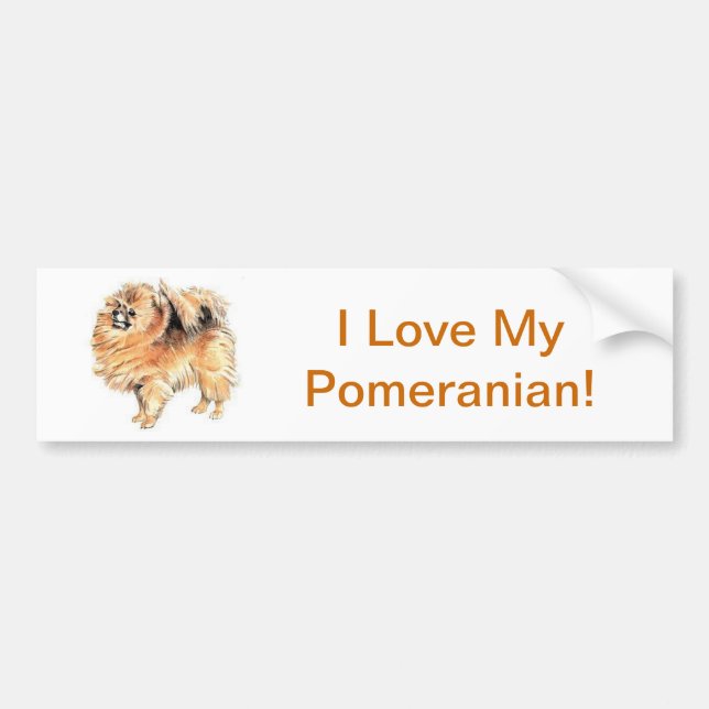 Pomeranian Bumper Sticker (Front)