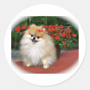 Pomeranian Classic Round Sticker